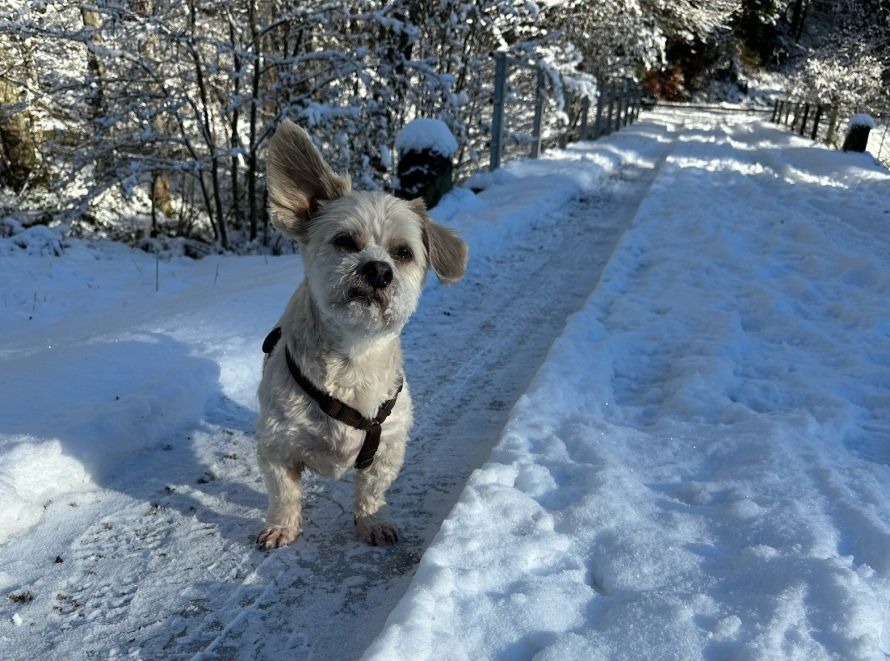 Winterurlaub mit Hund im Schwarzwaldhaus Zwink 